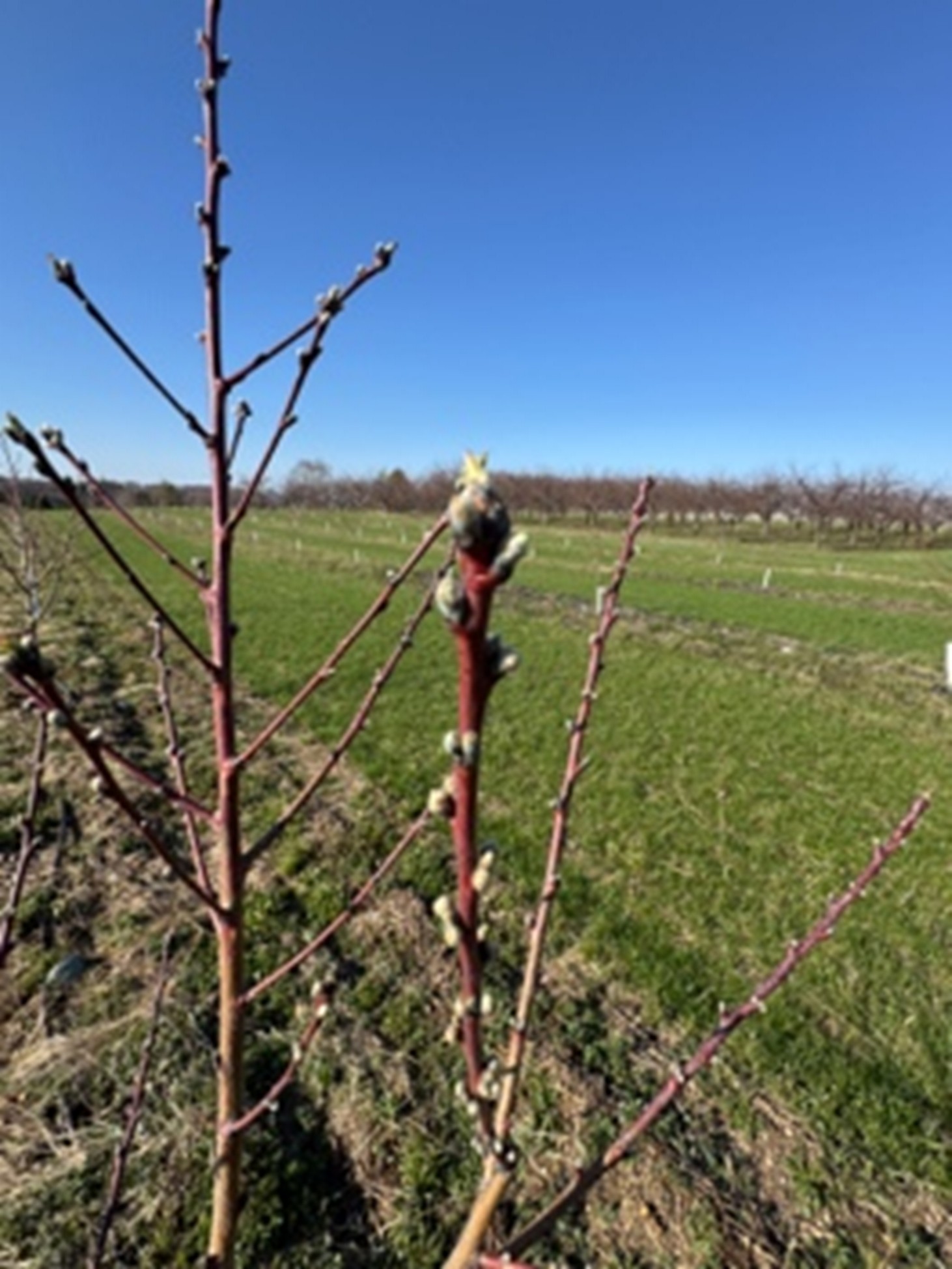 A peach tree in April with buds starting to green.